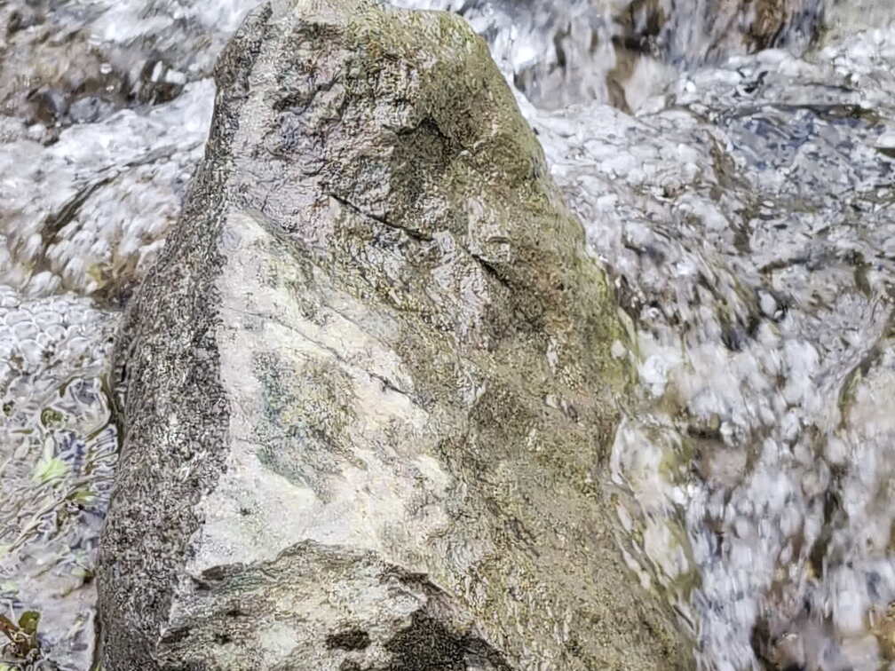 Brook--Flowers-PXL 20240630 205540394