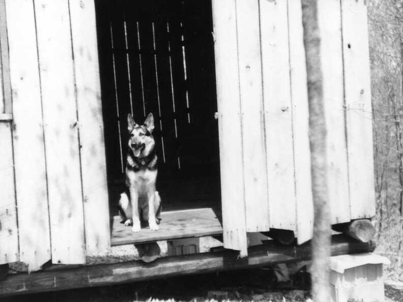 822-Fisk-Forest-cabin-Elsa-1974322