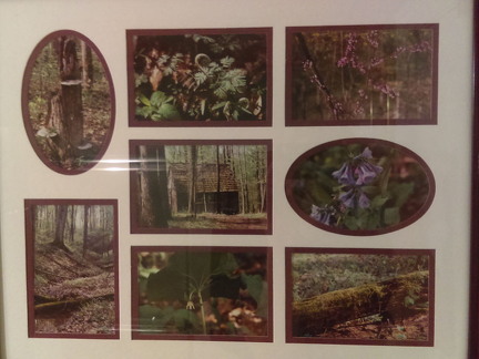 845-Woods Collage IMAG0329