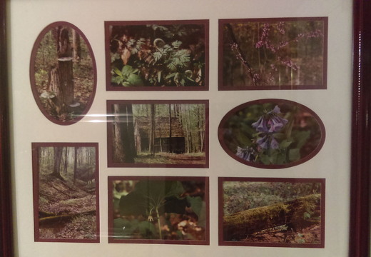 845-Woods Collage IMAG0329