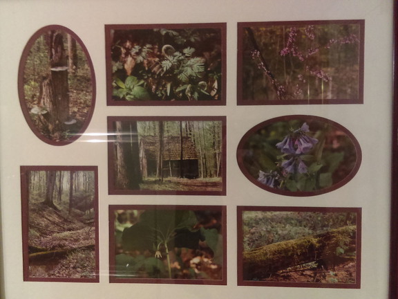 845-Woods Collage IMAG0329