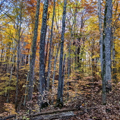 PXL 20221029 143510933-3