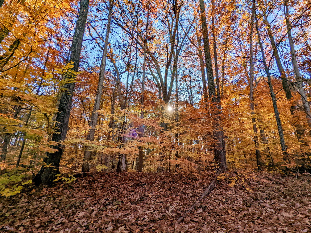 PXL 20221029 143515901-2