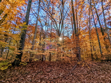 PXL 20221029 143515901-2