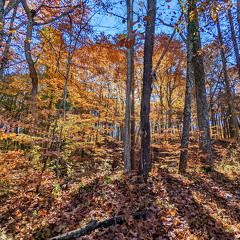 PXL 20221029 143519789-2