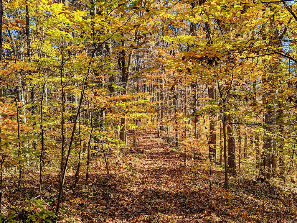 PXL 20221029 144318312-2