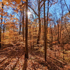 PXL 20221029 150543201-2