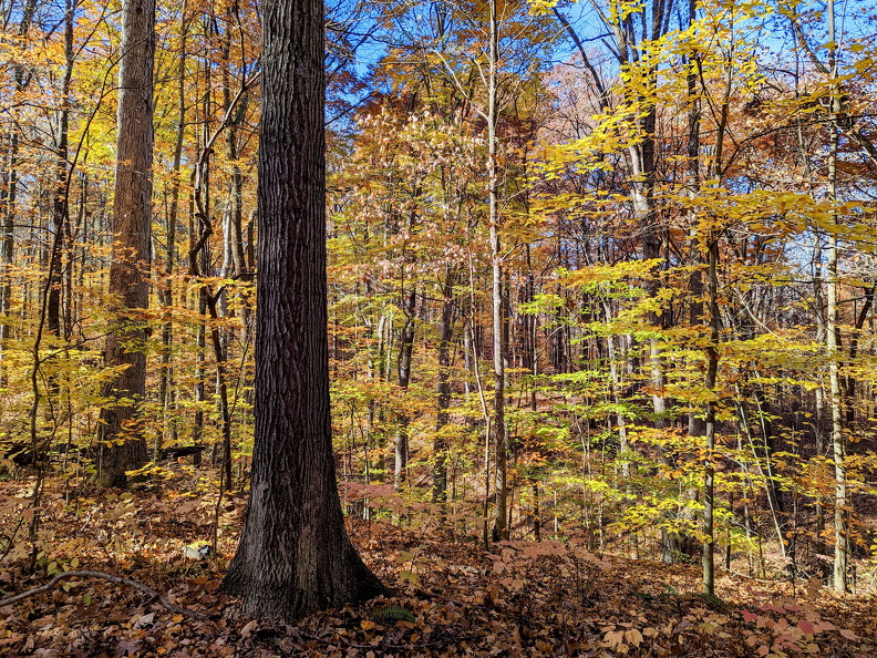 PXL 20221029 152804306-2