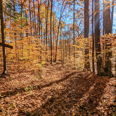 PXL 20221029 154525759-2