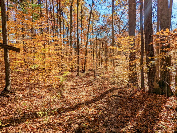 PXL 20221029 154525759-2