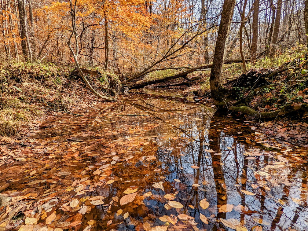 PXL 20221029 182942691-2