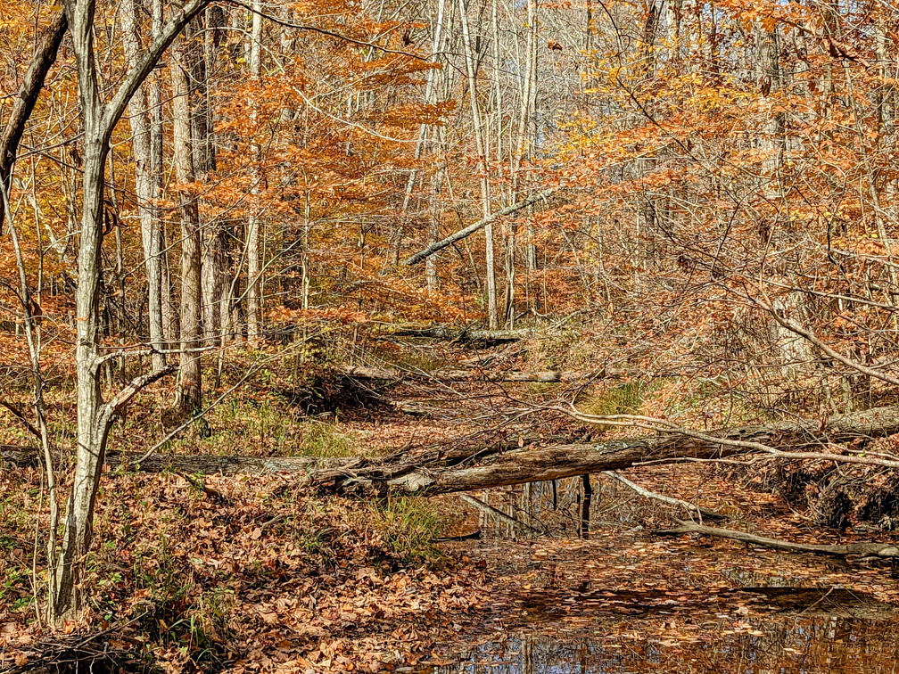 PXL 20221029 183147433-2