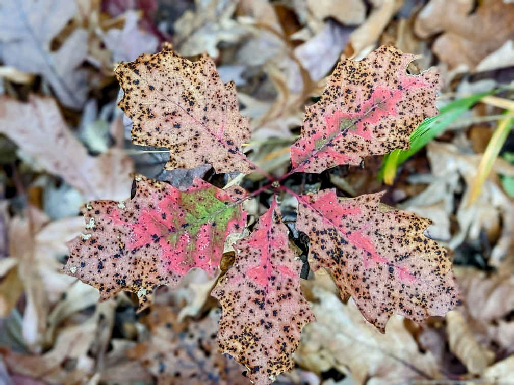 PXL 20221029 184602809.PORTRAIT-2