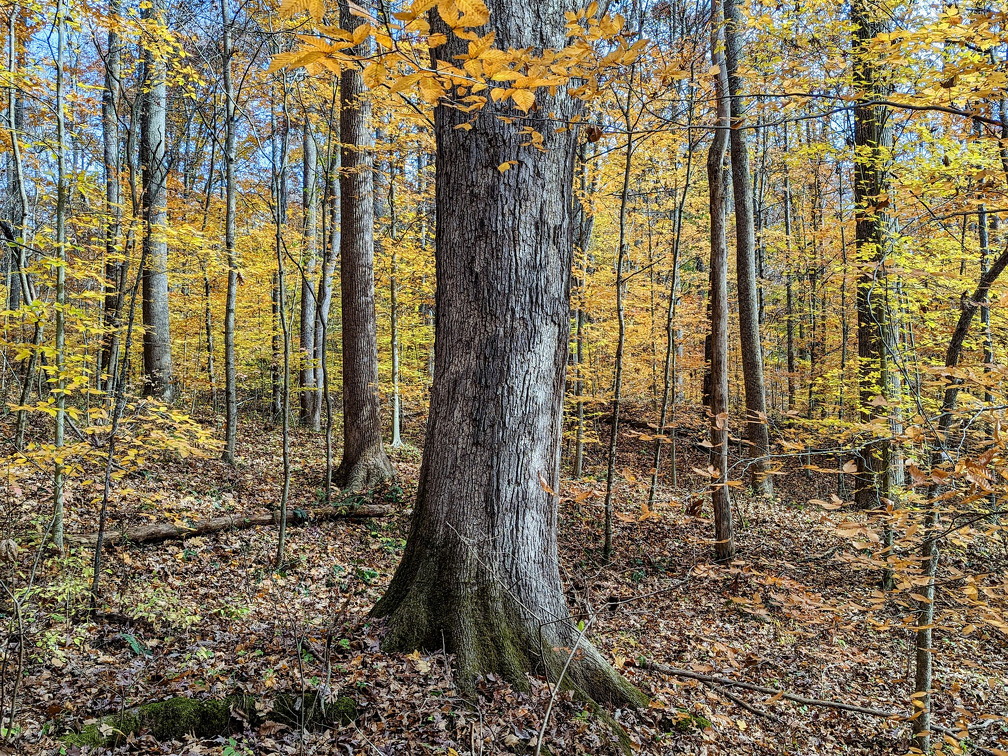 PXL 20221029 185215999-2