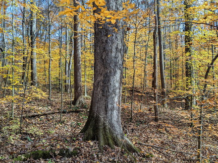 PXL 20221029 185215999-2