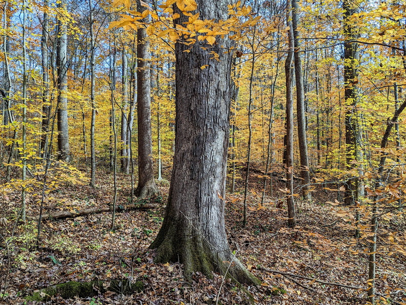 PXL 20221029 185215999-2