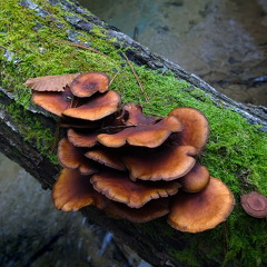 Green-with-barnacles