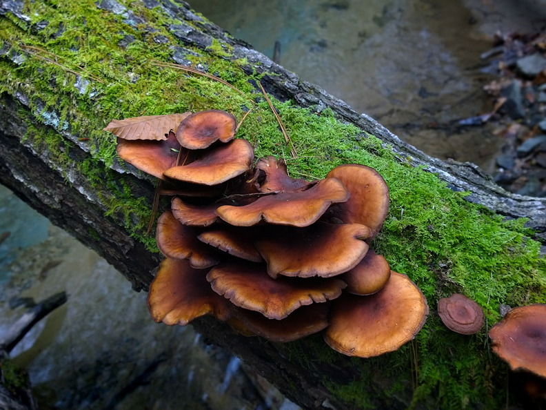 Green-with-barnacles
