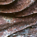 Rock-Scales