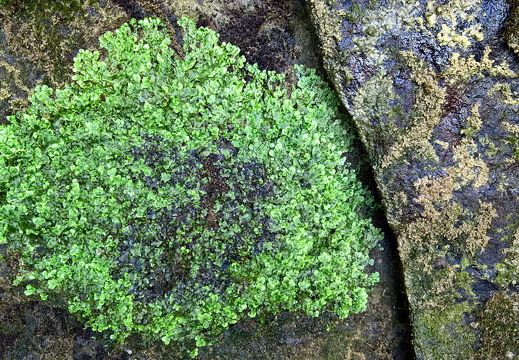 WP-20160807-12-39-20-Rich