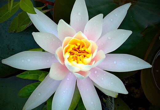 Wasatach-Lake-Water-Lilly