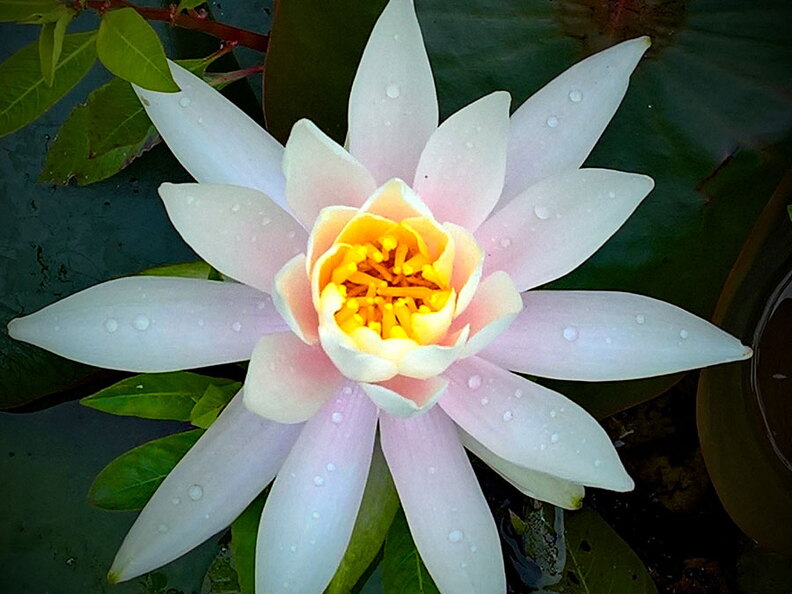 Wasatach-Lake-Water-Lilly