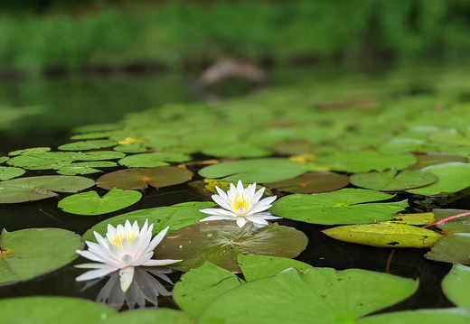 PXL 20210813 154041372-PORTRAIT