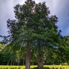 PXL 20220812 182222698