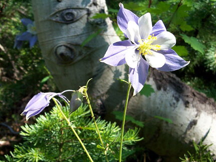 columbine