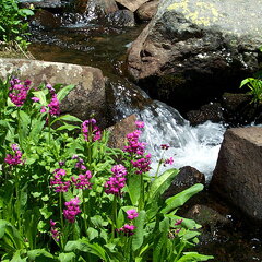 lakeisabellel-flowers-062502