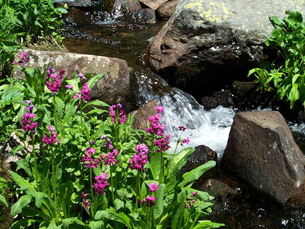 lakeisabellel-flowers-062502