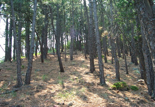 pines-062102