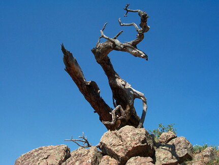 sanitas-scrag-062402