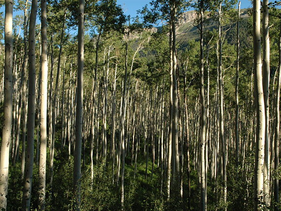 Aspens