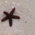 Starfish
