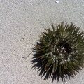Urchin
