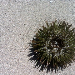 Urchin