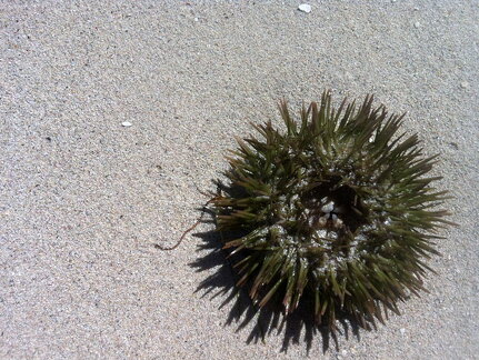 Urchin