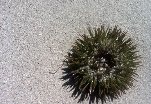 Urchin